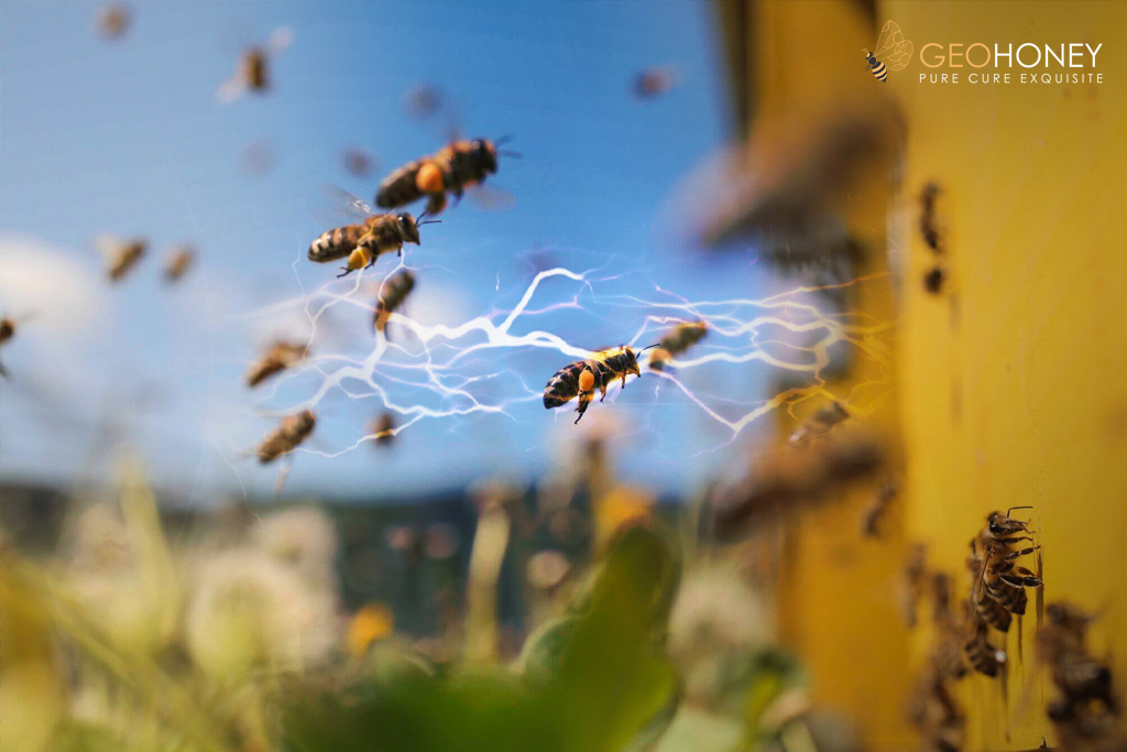 Swarming Bees Can Too Produce Electric Charge: A Latest Study Revealed
